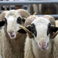 Kurbanlık alacaklara önemli uyarı