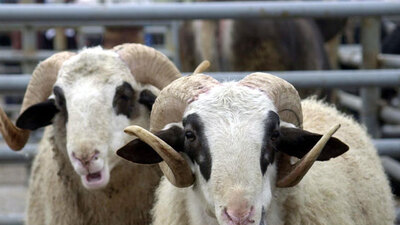 Kurbanlık alacaklara önemli uyarı