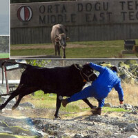 Boğaların en büyük kaçışları