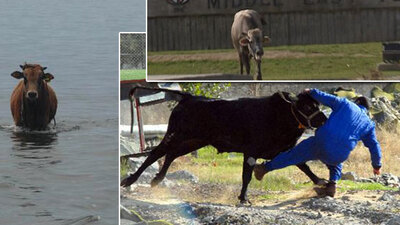 Boğaların en büyük kaçışları