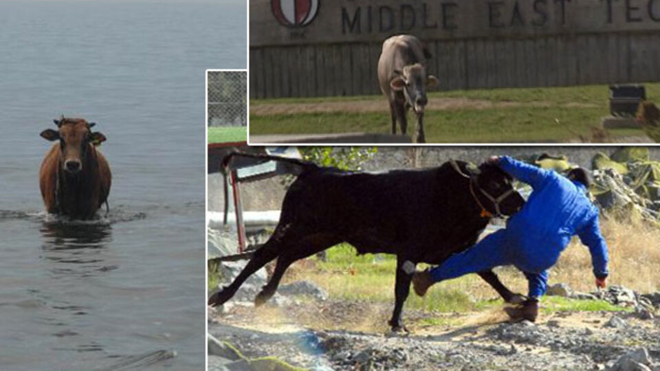 Boğaların en büyük kaçışları