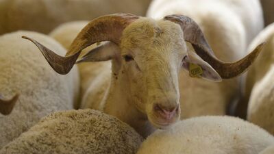 Kurban keserken "beliniz kaymasın"