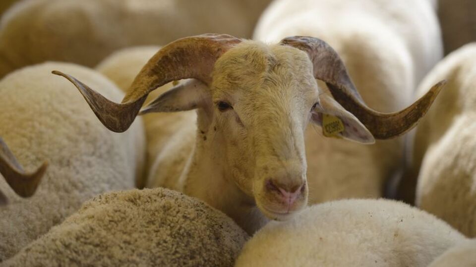 Kurban keserken "beliniz kaymasın"