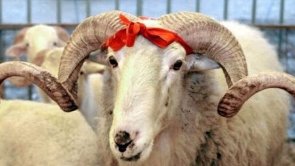 Bayramınız kutlu olsun!