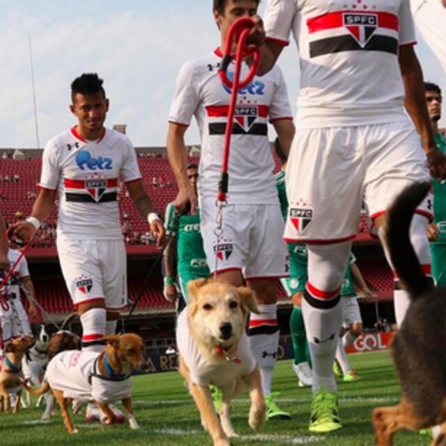 Derbiye köpeklerle çıktılar