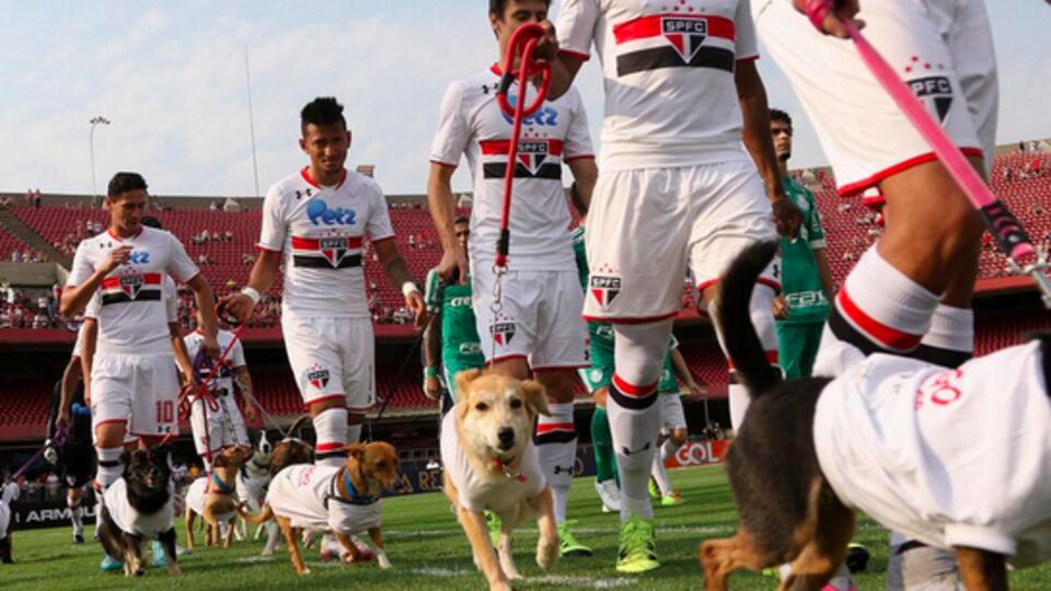 Derbiye köpeklerle çıktılar