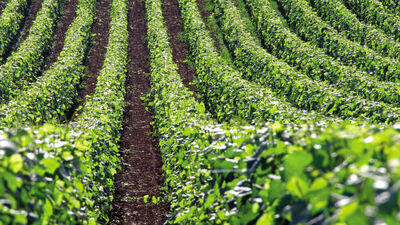 Bektaşi'nin tarih kitabı