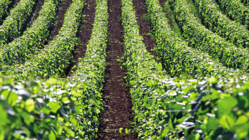 Bektaşi'nin tarih kitabı