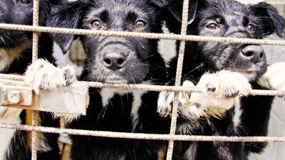40 barınak,130 bin köpek, sayısız kedi