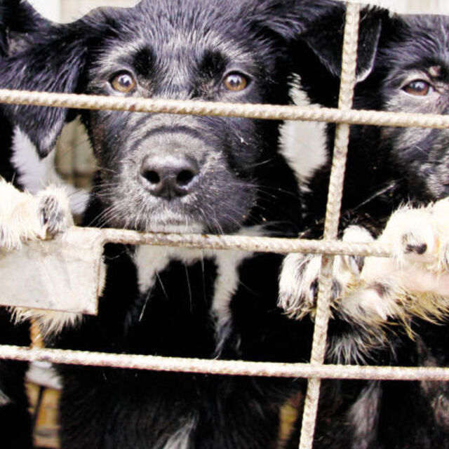 40 barınak,130 bin köpek, sayısız kedi