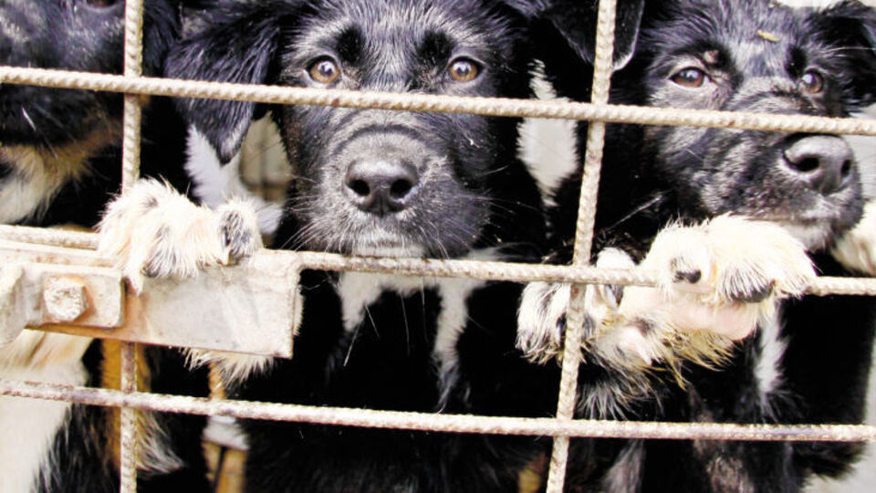 40 barınak,130 bin köpek, sayısız kedi