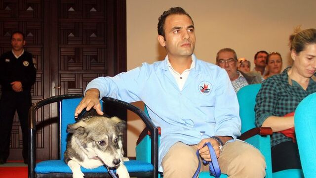 Sokak hayvanları için meclis kuruldu