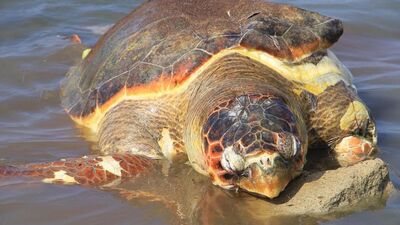 Caretta caretta'yı kurşunladılar!