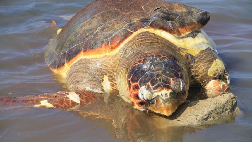 Caretta caretta'yı kurşunladılar!