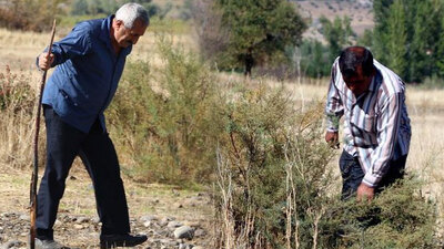 'Yüksek fiyata alınacak' söylentisi köylüleri harekete geçirdi!
