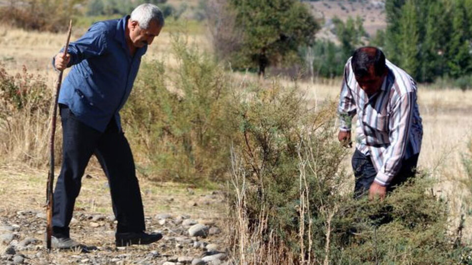 'Yüksek fiyata alınacak' söylentisi köylüleri harekete geçirdi!