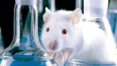 Sanal fare beyni yaptılar