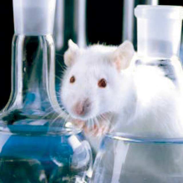 Sanal fare beyni yaptılar