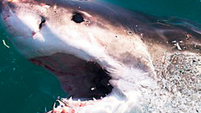 Köpekbalığı saldırdı, hayatı kurtuldu!