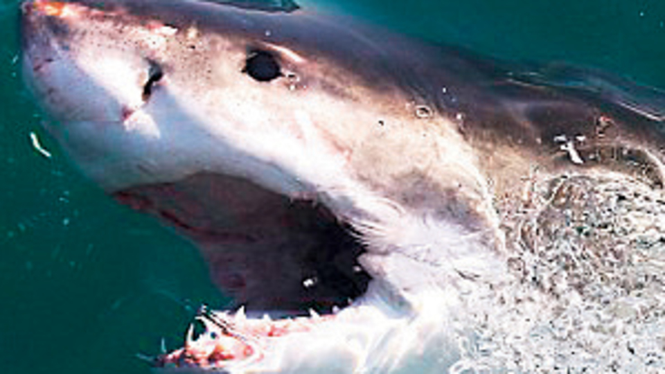 Köpekbalığı saldırdı, hayatı kurtuldu!