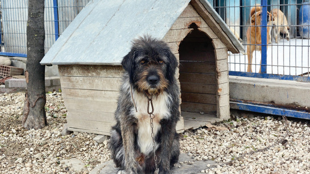 4 bin köpeğe yeni kulübe yaptırıldı