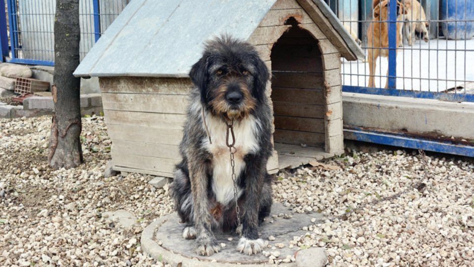 4 bin köpeğe yeni kulübe yaptırıldı