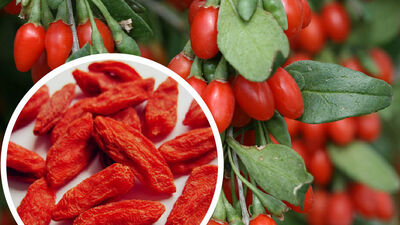Yeni geçim kapısı 'Gojiberry'