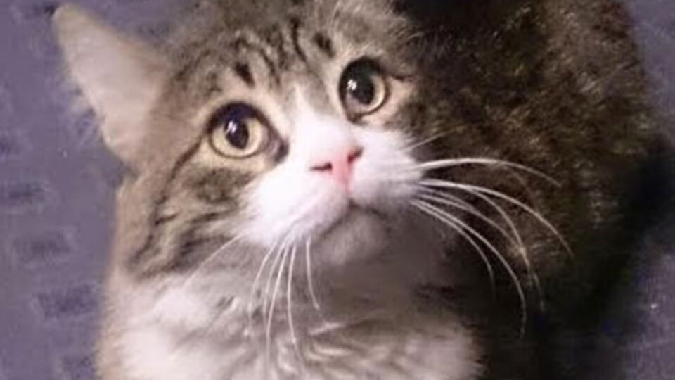 CHP'de Şero'ya arkadaş geldi: Şeri