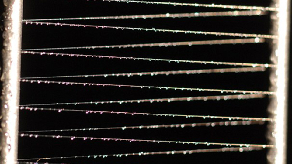 Dünyanın en korkunç örümcek ağı!