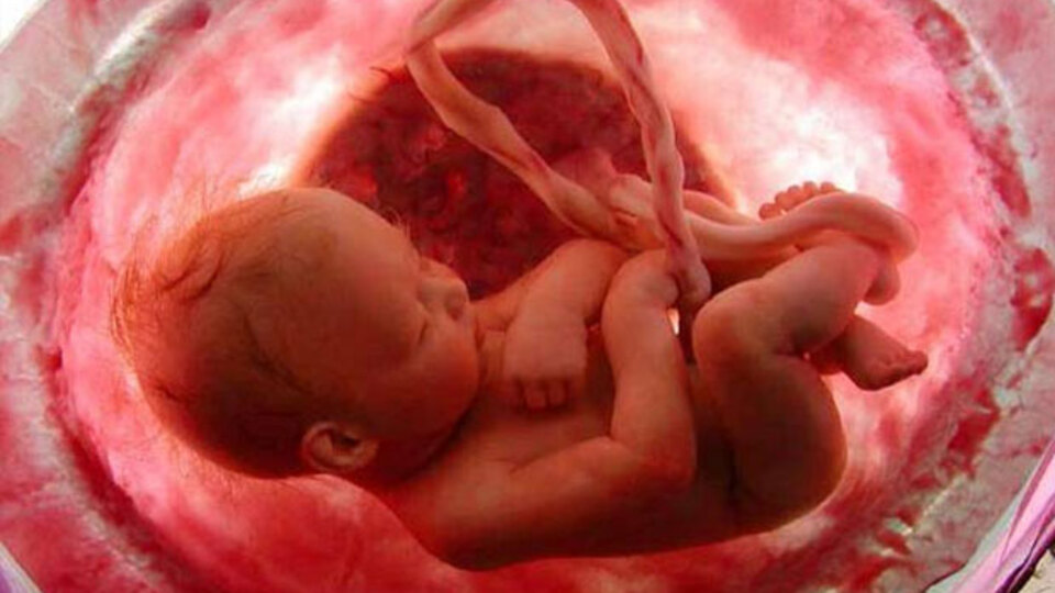 Bebeğin anne karnındaki gelişim süreçleri