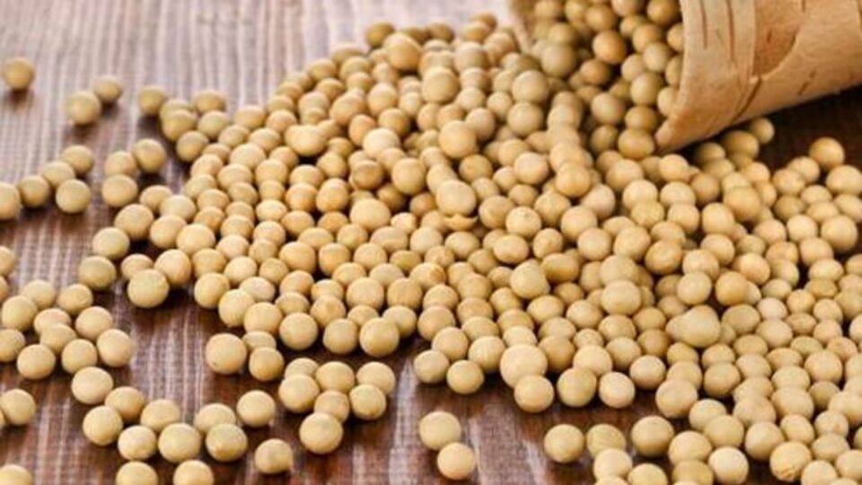 Soya fasulyesi o hastalıktan koruyor!