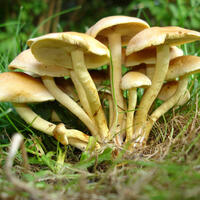 Mantarlar can alıyor!