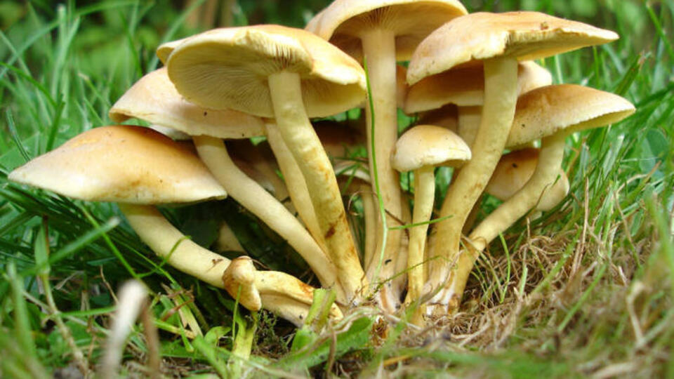 Mantarlar can alıyor!