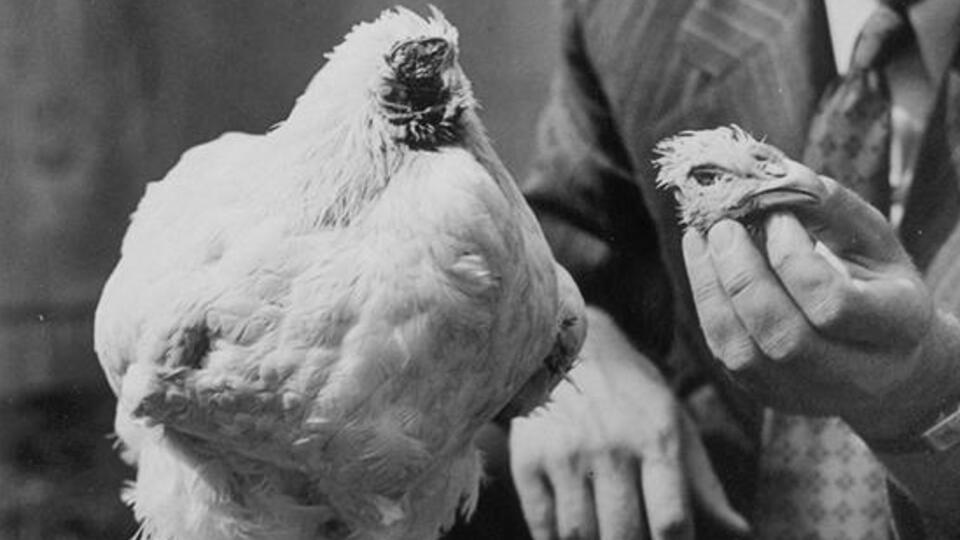 Başı kesilen tavuk 1,5 yıl nasıl yaşadı?