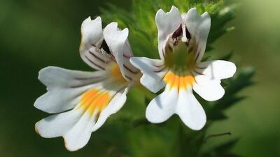 Göz hastalıklarına göz otu