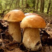 Mantar alırken bunlara dikkat!