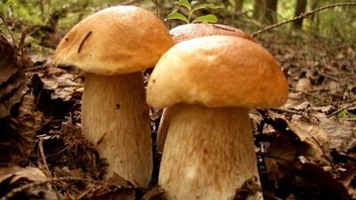 Mantar alırken bunlara dikkat!