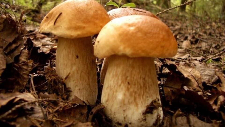 Mantar alırken bunlara dikkat!