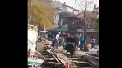 Denizden domuz çıktı!