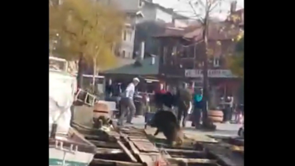 Denizden domuz çıktı!