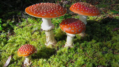 Mantar zehirlenmesinden nasıl korunuruz?