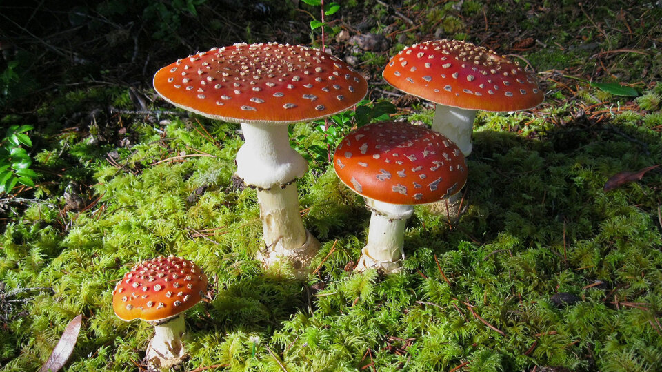 Mantar zehirlenmesinden nasıl korunuruz?