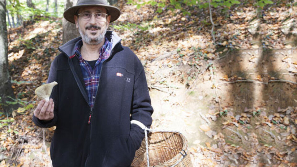 Tüm mantarlar yenir, ama bazıları son yemeğiniz olur!