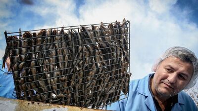 En iyi hamsi nerenin?