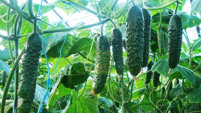 Rusya krizinden onlar da etkilendi