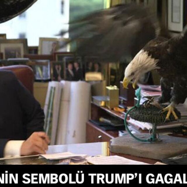 ABD'nin sembolü Trump'ı gagaladı!