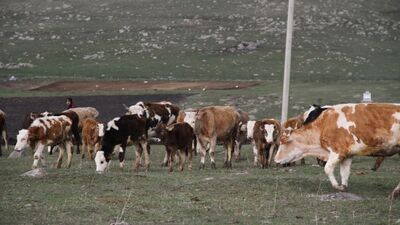 Ardahan'da şap karantinası