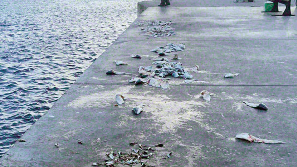 Kireçburnu'nda balıklı yol!