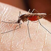 Bu ölümcül hastalığın ne tedavisi var ne de önleyici aşısı!