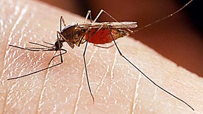 Bu ölümcül hastalığın ne tedavisi var ne de önleyici aşısı!